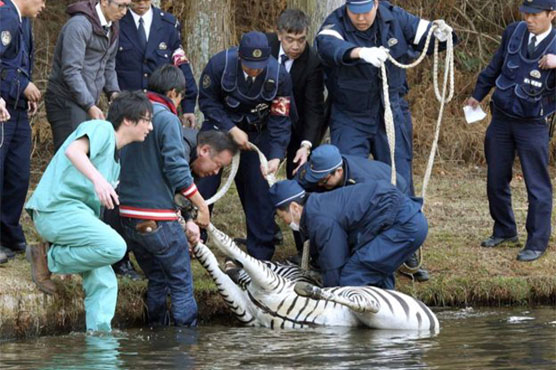 Runaway zebra dies in Japan after golf course police chase