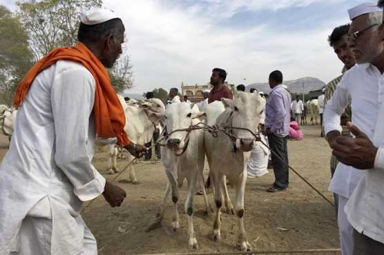 Unable to sell cattle, Indian farmers have a beef with Modi's BJP
