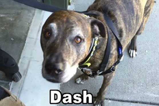 Dash' or 'Daesh?' Dog triggers security alert at US bank