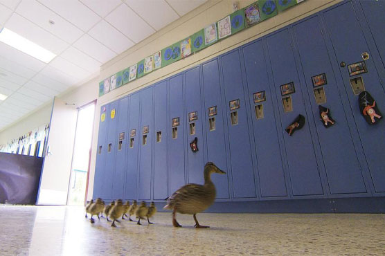 Duck leads ducklings on annual waddle through school's halls