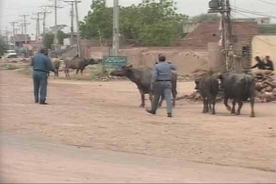 Buffalos interrupt President's protocol; citizens face inconvenience