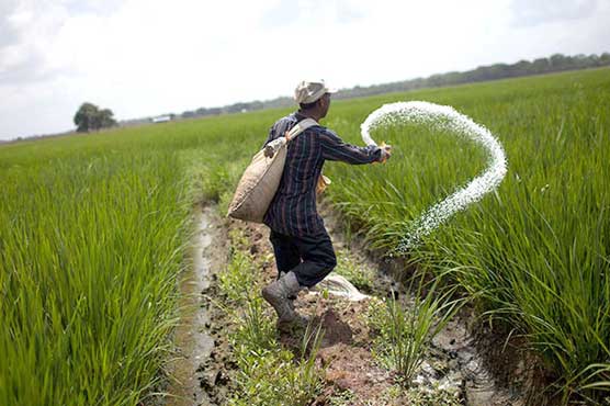Urea price slashed after gas tariff revision