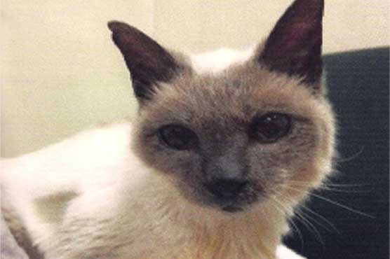 Scooter, briefly the world's oldest living cat, dead at 30