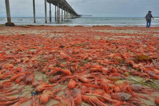 Thousands of red crabs wash up on California beach