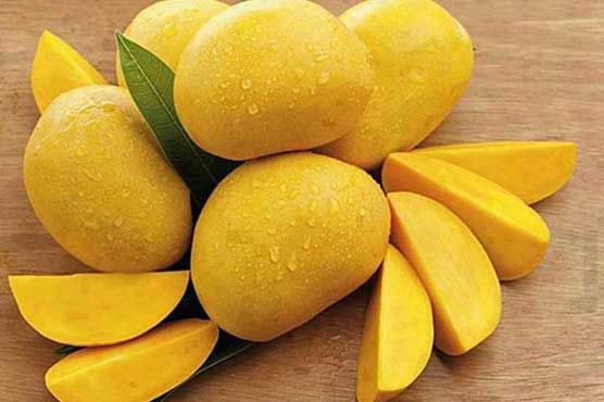 Mango yield increases 40pc this year