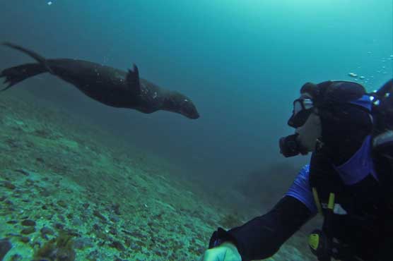 New England beachgoers warned: Don't take selfies with seals