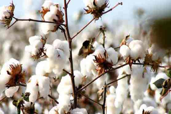 Experts for promoting quality cotton production to enhance farm incomes