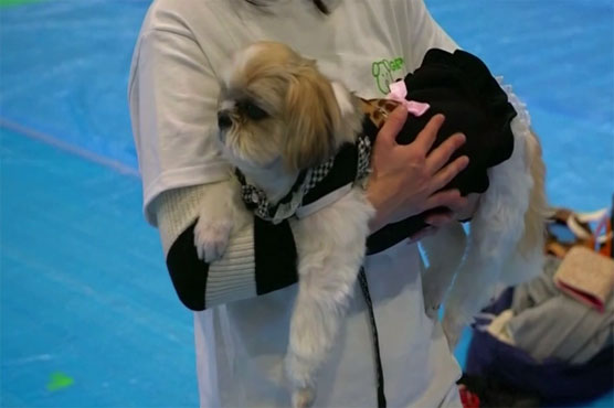 Dog yoga record broken in Japan