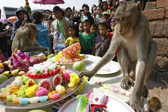 I wanna eat like you-oo-oo: Thai town lays on monkey banquet
