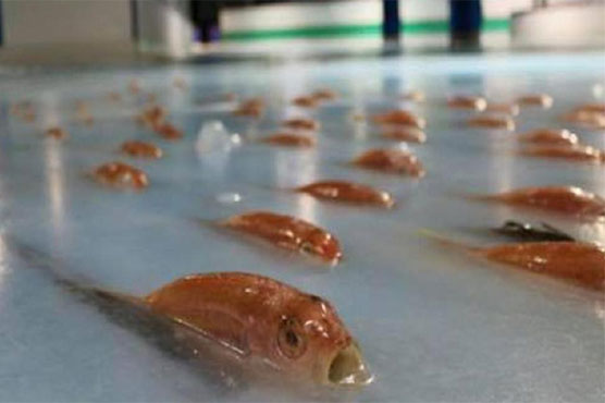 Japan skating rink slammed for freezing 5,000 fish
