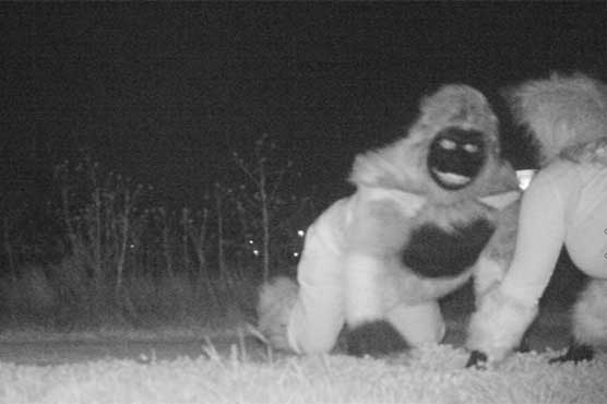 Wildlife cameras capture photos of jokers dressed as lions