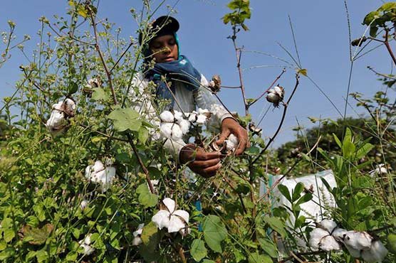 Pakistan puts cotton imports from India on hold as tensions mount