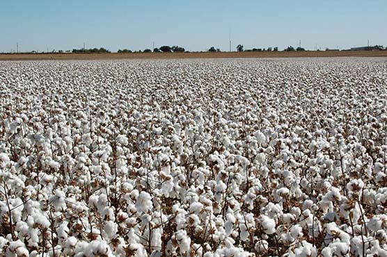 Cotton production drops by 14pc in Pakistan