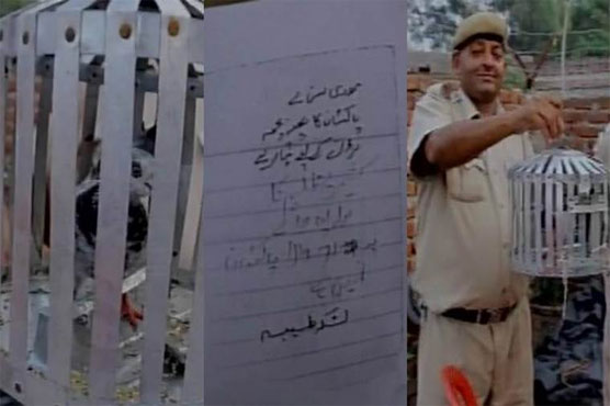 Bizarre: India interrogates, conducts x-ray of suspected spy pigeon