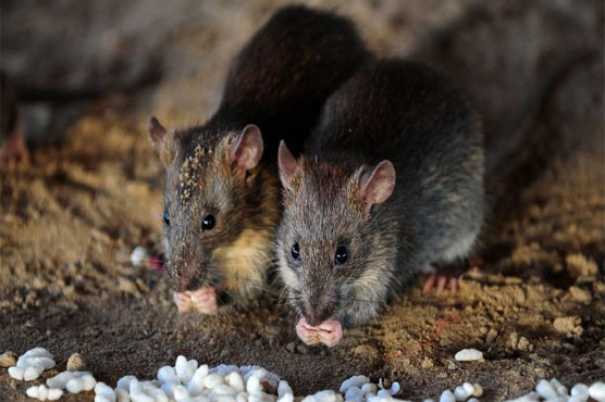 Rat race: Jakarta offers rewards to catch rodents