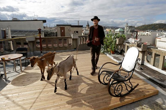 Goats guests of honor at Prague rooftop reception