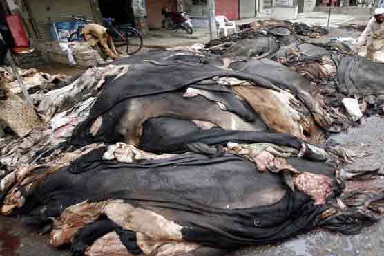 Sindh Government issues code of conduct for hides' collection on Eid-ul Azha