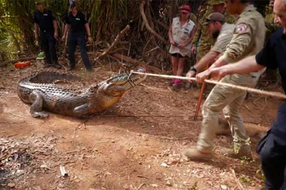 Australia police capture giant cattle-eating croc