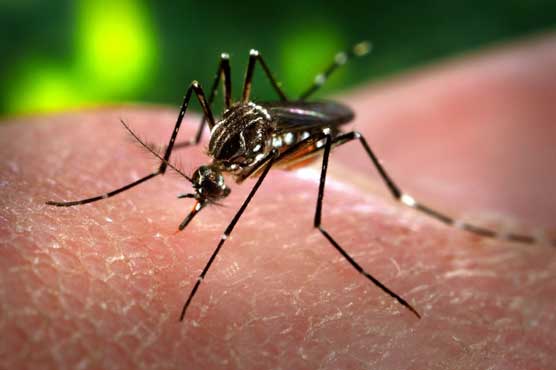 First mosquitoes carrying Zika detected in US