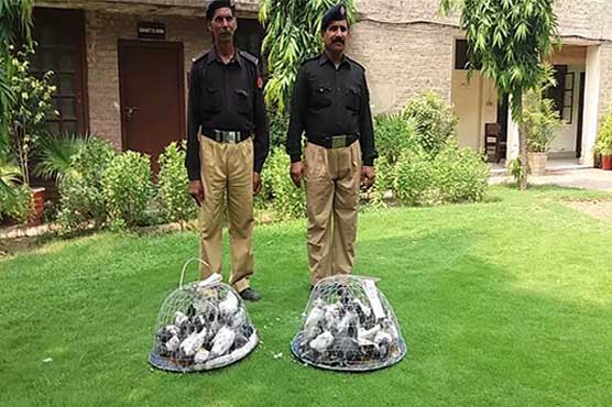One arrested as smuggling of rare breed pigeons foiled at Lahore airport