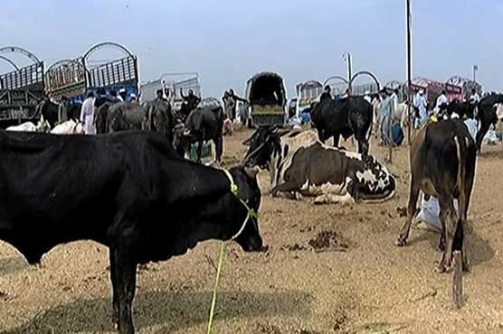 Preparations for Eid-ul-Azha in full swing across country