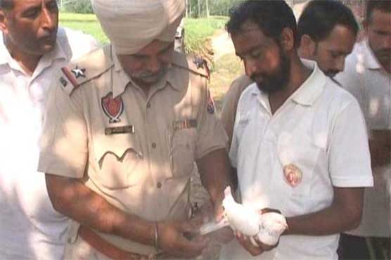 Another pigeon suspected of being 'spy' detained in India