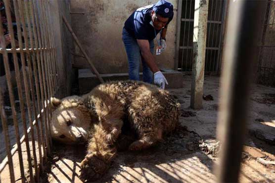 Mosul zoo lion and bear flown out of Iraq