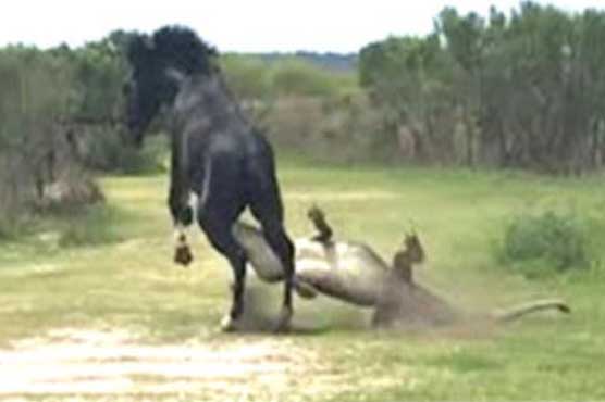 Video captures horse battling gator at Florida park
