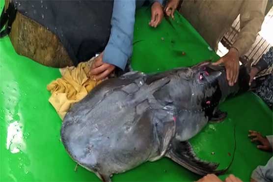 Multan: Fisherman catches 50kg fish from Chenab