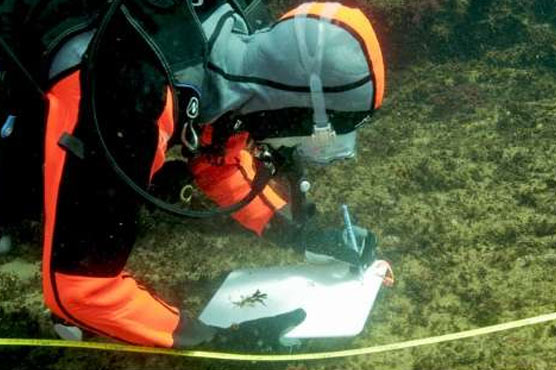 Japan volcanic island may hold key to coral survival