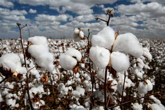 Cotton production rises 10 percent, 2017-18 target may not be achieved