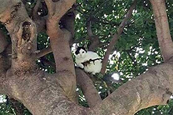 Police alerted to cat sitting in tree with 'assault rifle'