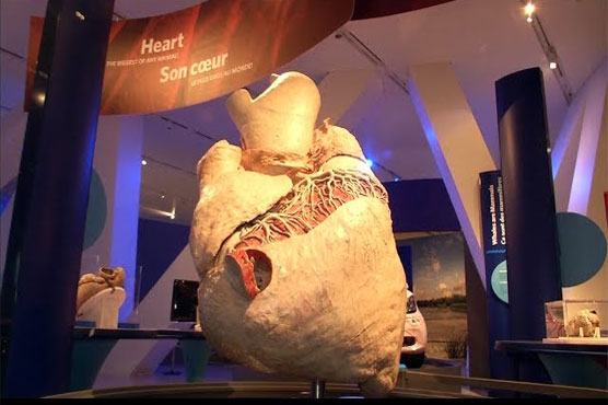 Beat that: Biggest heart ever goes on display in Toronto