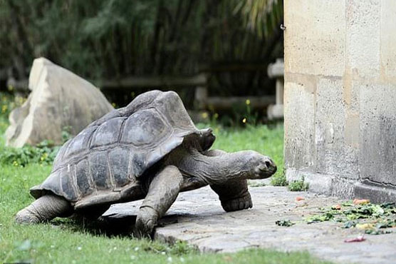 Surprisingly fleet-footed giant tortoise escapes Japan zoo... again