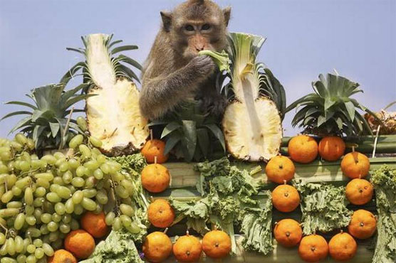 No monkeying around, Indonesia task force vows