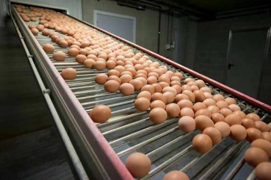700,000 insecticide-tainted eggs imported to UK: govt