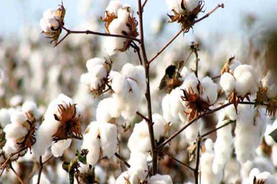Growers for reducing cotton imports