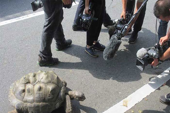 Giant tortoise that fled Japan zoo found 140 metres away