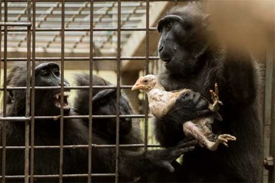Loveless monkey adopts chicken at Israeli zoo