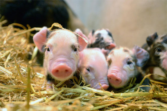 Out of the fire, onto the BBQ: rescued piglets served to UK firefighters