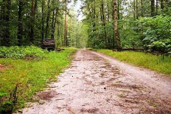 Punjab to lease 3000 acres of forest land for anti-terrorism centers, oil projects