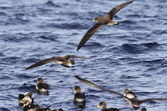 Some birds smell to navigate, experiment shows