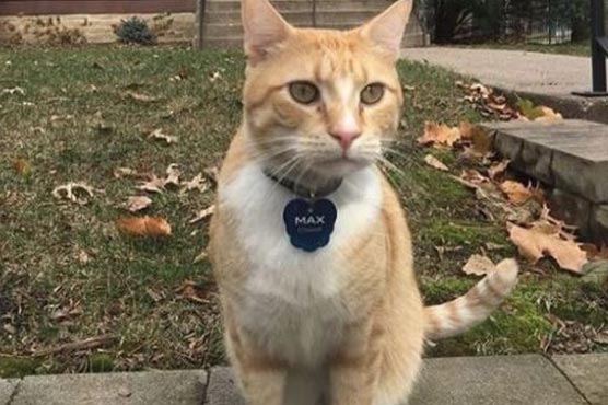 Cat named 'Max' becomes popular on social media after banned from library