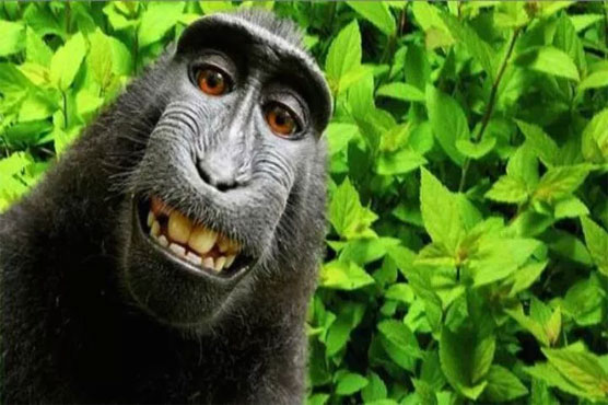 Indonesia's selfie-snapping monkey named 'Person of the Year'