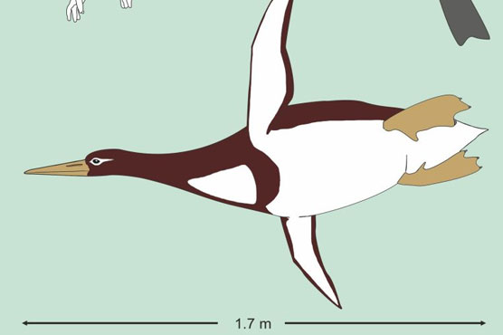 'Monster bird' fossil found in New Zealand