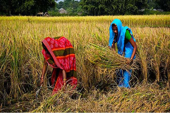 Bangladesh arrests cleric over fatwa against women farming