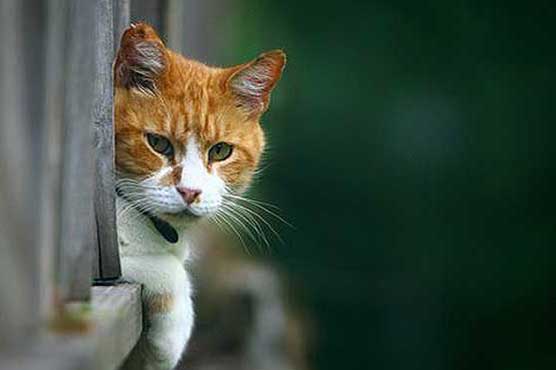 On the trail of London's serial cat killer