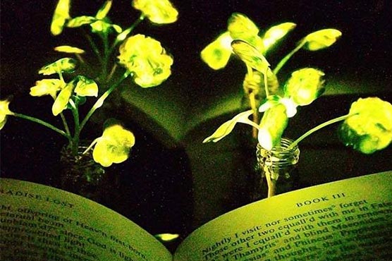 MIT creates lantern-like plants that glow in the dark