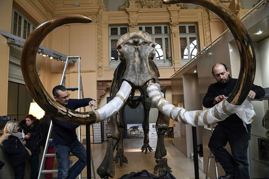  Mammoth skeleton sells for nearly 550,000 euros at French auction
