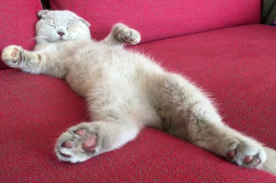 Raja the cat returned to family 3 years later